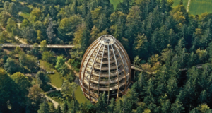 O companie germană vrea să amenajeze o ,,potecă în vârful arborilor” în pădurea din jurul Brașovului (FOTO)