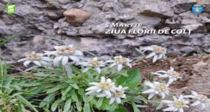 5 Martie – Ziua Florii de Colț, simbol al purității și rezistenței