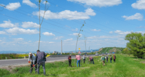 1.000 de arbori și arbuști pentru un kilometru de centură verde a Brașovului!