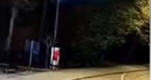 O ursoaică cu pui, capturata la Târgu Mureș