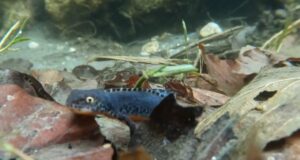 VIDEO. Spectacol acvatic în natură: tritonul de munte, în perioada de reproducere