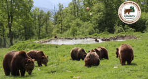 Sanctuarul de urși Libearty Zărnești angajează însoțitori de grup pentru vară
