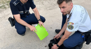 Pisică grav rănită, salvată de polițiștii din Predeal. Acum, luptă să meargă deși are lăbuțele rupte! (FOTO)