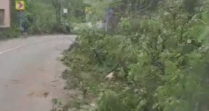 VIDEO. Imagini apocaliptice la Tușnad! Zeci de copaci doborâți de furtună. Circulație îngreunată pe DN12