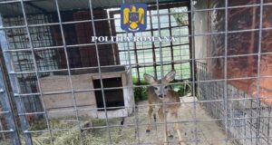 Pui de căprioară găsit captiv în gospodăria unui localnic din Sibiu