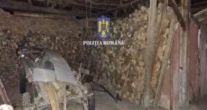 VIDEO Lovitură pentru mafia lemnului din Sibiu: 8 persoane reținute și 42 de oameni audiați
