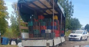 Amenzi în lanț pentru un negustor care vindea struguri ilegal în Brașov. I-au fost confiscate peste 300 kg de produse