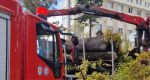 Copac prăbușit peste un muncitor, în zona Maternității Brașov!