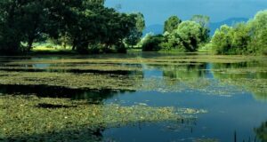 Inedit! Inteligența artificială, folosită pentru monitorizarea biodiversității și refacerea ecosistemelor