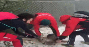 Misiune de salvare spectaculoasă în Poiana Brașov: un căprior blocat în plasele pârtiei, eliberat de salvamontiști