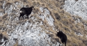 Rivalitate în natură. „Alergatul” țapilor de capră neagră surprins de camerele din Parcul Național Piatra Craiului