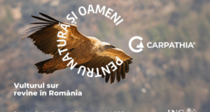 Vulturii se întorc în Munții Făgăraș: Fundația Conservation Carpathia, ING și comunitățile din Argeș pregătesc reintroducerea vulturului sur în România