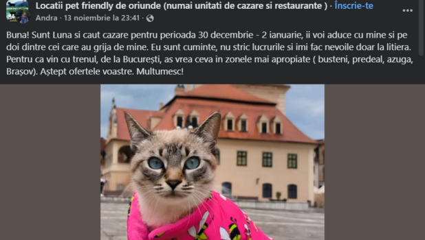 luna - pisicuta - brasov