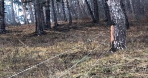 Râșnov: gardul electric a redus semnificativ apariția urșilor în zonele locuite