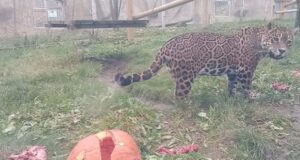 VIDEO Moment adorabil la Zoo Brașov: jaguarul, derutat de jucăria-dovleac