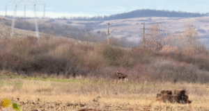 VIDEO. Descoperire rară în Hunedoara. Elan filmat în sălbăticie!