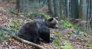 VIDEO Parada animalelor din Piatra Craiului, surprinsă de camerele de monitorizare