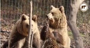 VIDEO Ursuleți filmați făcând ”stretching” în Sanctuarul de la Zărnești