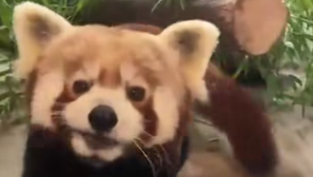 panda rosu