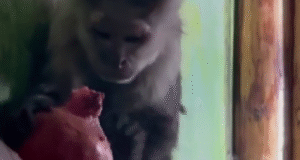 VIDEO. Snack time în stil de capucin la Zoo Brașov. Rodia a trecut testul