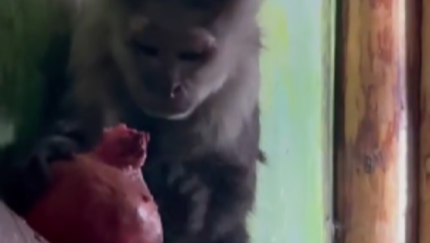 capucin zoo (1)