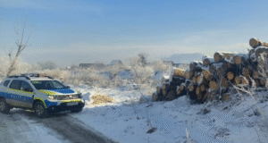 Polițiștii brașoveni au confiscat peste 200 mc de lemn și au pus sechestru pentru nereguli în fondul forestier