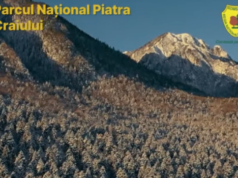 VIDEO. Piatra Craiului, văzută de sus. Imagini spectaculoase cu marea albă de brazi