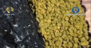 VIDEO Captură de droguri la Brașov: bărbat reținut cu 20 de grame de canabis