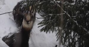 VIDEO. Caprele negre din Piatra Craiului, surprinse la masă pe crestele înzăpezite