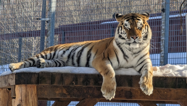 tigru zoo brasov