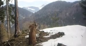 VIDEO. Râsul îndrăgostit din Piatra Craiului