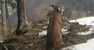 VIDEO. Extrem de rar de surprins! Strigătul de împerechere al unui râs din Piatra Craiului