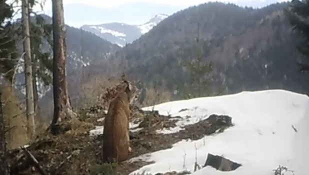 ras piatra craiului
