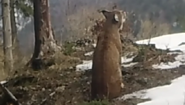 ras-piatra craiului