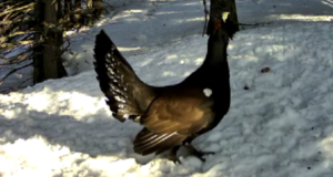 VIDEO. Cocoș de munte, râs și jder, „vecini” în același habitat