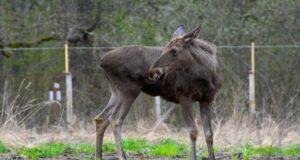 După mai bine de 200 de ani, elanul s-a întors în pădurile României