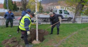35 de puieți în locul celor 5 arbori uscați din Parcul Gheorghe Dima
