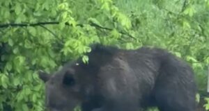 VIDEO. Urs filmat printre case, în Dârste. Animalul sălbatic a ajuns în curțile oamenilor