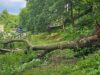 FOTO. Un alt copac s-a prăbușit în Brașov! Un paltin verde a căzut pe Aleea Brediceanu
