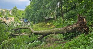 FOTO. Un alt copac s-a prăbușit în Brașov! Un paltin verde a căzut pe Aleea Brediceanu