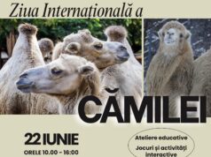 Ziua Mondială a Cămilei, sărbătorită la Zoo Brașov. Vizitatorii sunt invitați la activități pentru întreaga familie