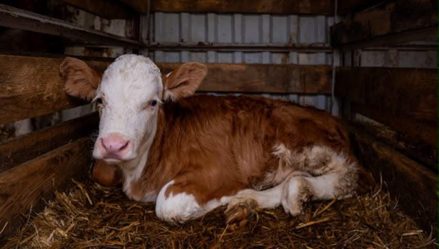Din inima Branului, direct pe raft. Ferma de la Bran își deschide prima băcănie și aduce mai aproape gustul autentic al produselor artizanale (FOTO și VIDEO) 8 FERMA DE LA BRAN 10