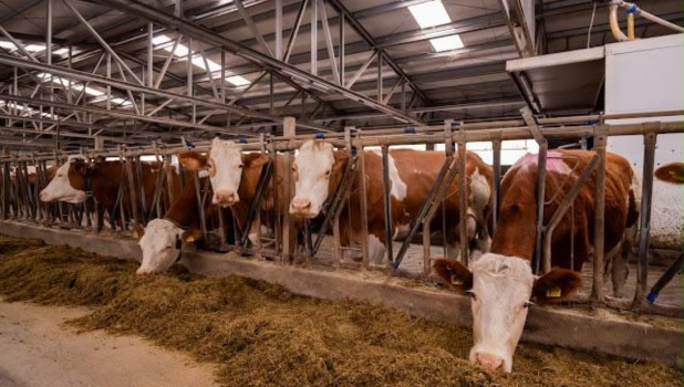 Din inima Branului, direct pe raft. Ferma de la Bran își deschide prima băcănie și aduce mai aproape gustul autentic al produselor artizanale (FOTO și VIDEO) 7 FERMA DE LA BRAN 3
