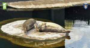 Focile de la Zoo Brașov au propria rețetă de relaxare: multă odihnă
