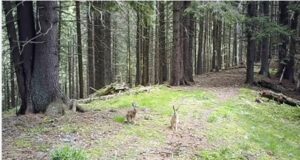 VIDEO Iepuri, lupi și căprioare, ”vedetele” surprinse de cameră în Parcul Național Piatra Craiului
