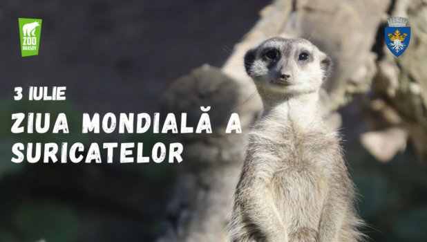 suricate