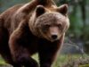 Amenzi de peste 100.000 de lei aplicate turiştilor care au hrănit urşii pe Transfăgărăşan