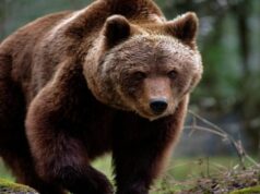Amenzi de peste 100.000 de lei aplicate turiştilor care au hrănit urşii pe Transfăgărăşan