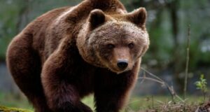 Amenzi de peste 100.000 de lei aplicate turiştilor care au hrănit urşii pe Transfăgărăşan