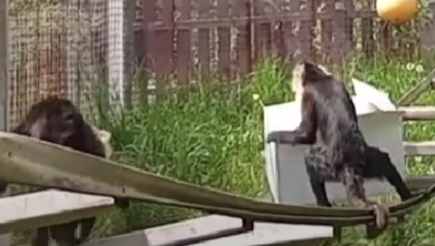 zoo
